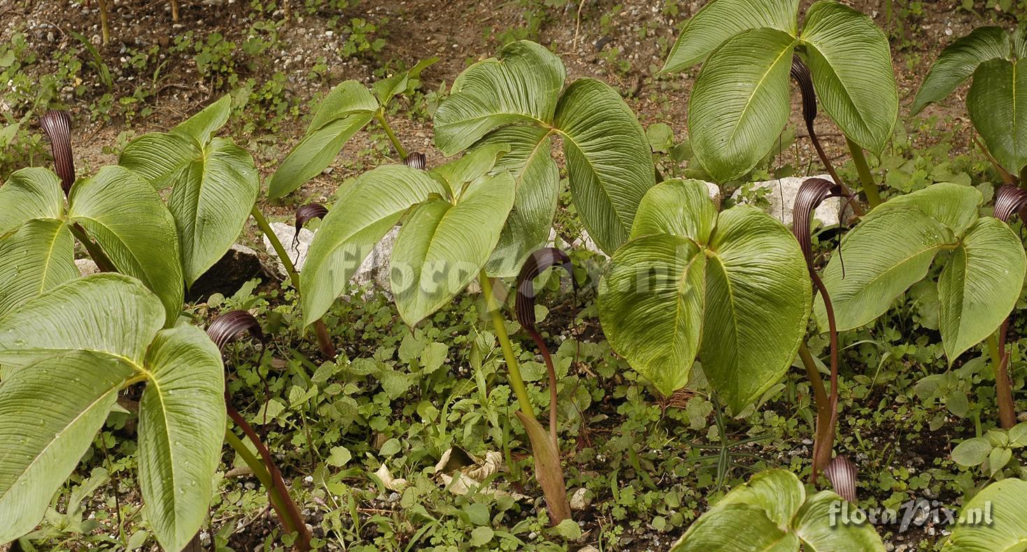 Arisaema costatum